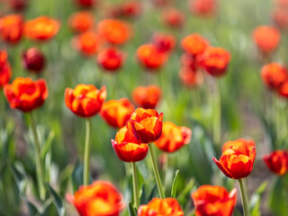 Colorful red tulips blossom in spring garden