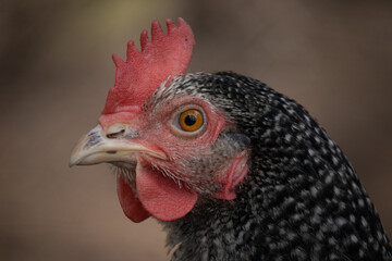 close up of a hen