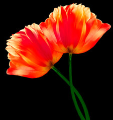 Red  flowers tulips on the black  isolated background with clipping path. Close-up. Flowers on the stem. Nature.