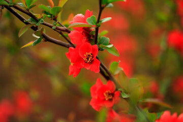 Flowers of Chaenomeles speciosa