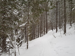 Winter forest covered with snow