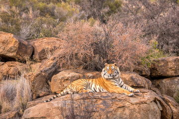 Fototapety  A beautiful large wild male Bengal tiger (Panthera tigris tigris) lying on a rock, looking majestic and regal.