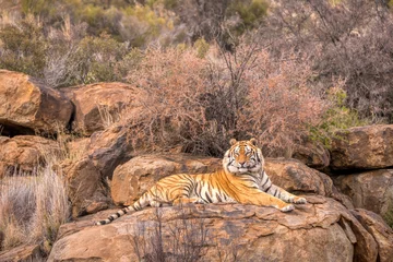 Foto auf Acrylglas Antireflex A beautiful large wild male Bengal tiger (Panthera tigris tigris) lying on a rock, looking majestic and regal. © Cheryl Ramalho