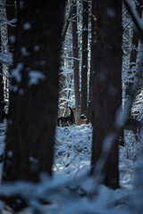 fallow deer albino forest in the snow