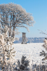 hunting tower trees bird hawk in winter