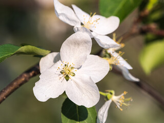 White blossoming apple trees. White apple tree flowers