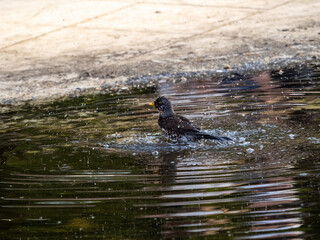 Thrush takes a bath in a puddle