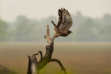 Crested Serpent Eagle or Spilornis cheela migratory bird with full wingspan ready to fly or leaving perch at keoladeo national park or bharatpur bird sanctuary rajasthan india