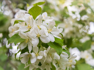 Obraz premium White blossoming apple trees. White apple tree flowers