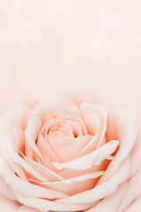 Close up white pink rose flower, delicate macro petals cream pastel colors, aesthetic floral background. Fresh tender bloom rose, fon for congratulations or wallpaper. Soft focus nature flowery