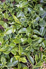 Aptenia cordifolia baby sunrose plant