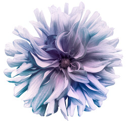 Light blue   dahlia   flower  on white isolated background with clipping path. Closeup. For design. Nature.