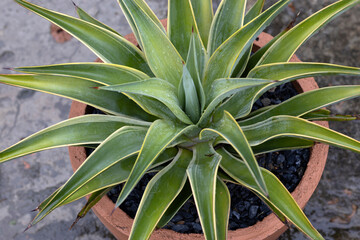 Obraz premium Beautiful Agave plant in a container