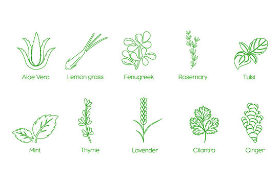 Aloe vera, lemongrass, fenugreek, rosemary, tulsi, mint, thyme, lavender, cilantro, ginger icon set vector 