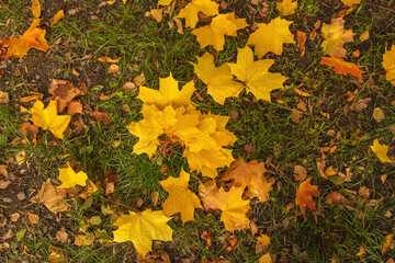 The yellow fallen leaves of the Canadian maple lies on the green grass. Autumn texture in the park.