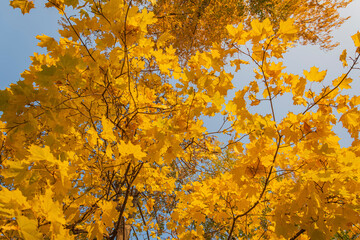 Yellowed crown (foliage) of the Canadian maple against the blue background of the autumn sky.