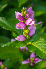 A beautiful Lythraceae flower in Brainerd, Minnesota