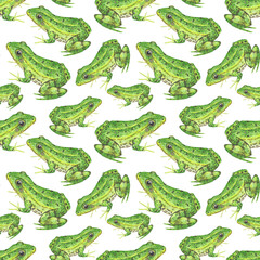 Green frog seamless pattern, watercolor, on white
