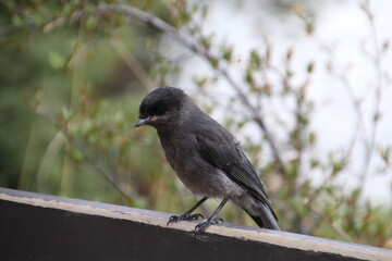 Young Bird, Jasper National Park, Alberta