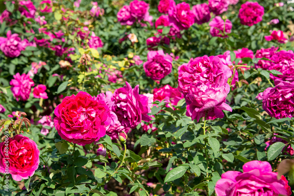 Wall mural the rose is blooming to show its beauty.