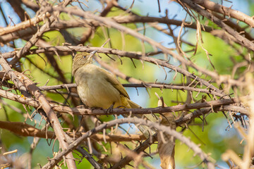 a bird perched on a branch