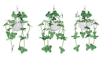 Isometric hanging plant flower 3d rendering