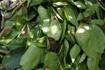 close up of green leaves