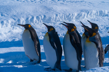 ペンギンの群れ3