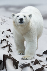 Polar bear (Ursus maritimus). Portrait of a polar bear walking on a snowy hillside. Animals of the Arctic. Wildlife of the polar region. Beautiful white bear close up. Large predatory northern animal.