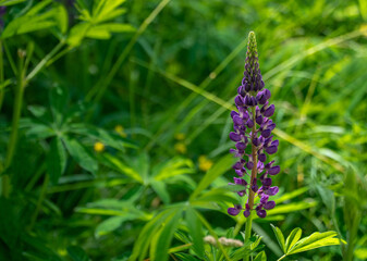 Close-Up of Purple Lupin Blooming on Forest Floor in Summers Day with Selective Focus and Copy Space