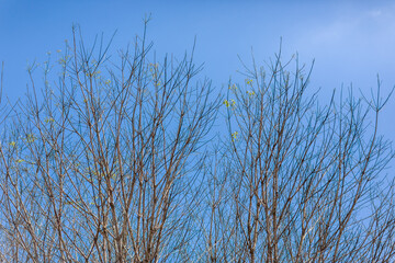 branches against sky