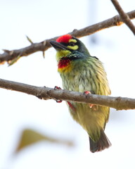 a bird Coppersmith Barbet perched on a branch