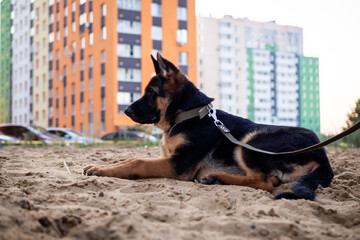 Portrait of a German Shepherd puppy.