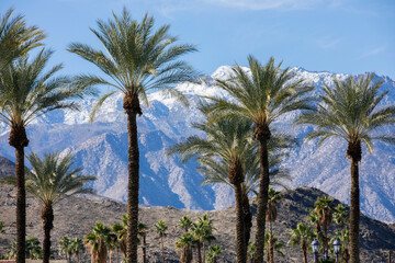 Morning sun illuminates iconic palm trees and snow capped mountains in the Palm Springs area of California, USA. - obrazy, fototapety, plakaty
