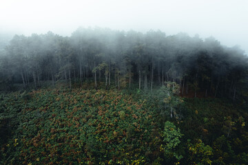 misty forest and pine trees