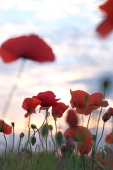 Poppies growing in the field at dawn