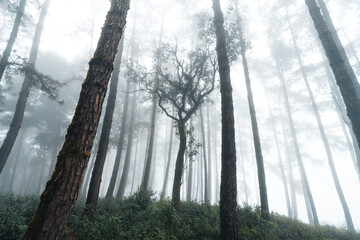 misty forest and pine trees