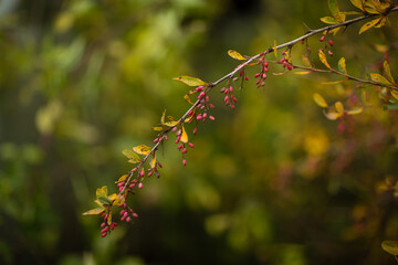 red maple leaves in autumn