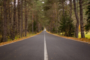 road in the woods