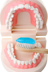 Fototapeta na wymiar Tooth brush with paste and model of jaw on white background, closeup