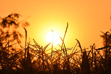 Fototapeta premium Bright natural background with a reed at sunrise, blurred background and beautiful grass colorful.