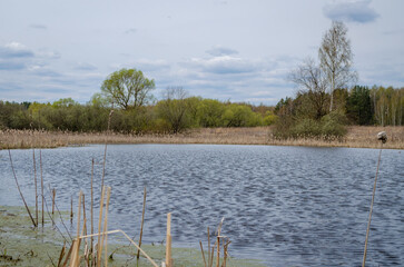 A lake in the forest. Trees and grass grow around the lake