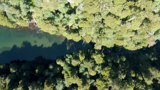 Top view of lake chico in huerquehue national park surrounded by a forest of araucaria and coihue trees - drone shot