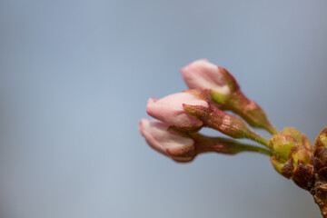 桜のつぼみ　東京