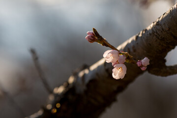 枝のつぼみ　桜