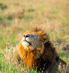 Lion smelling the air