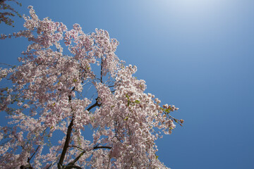 快晴と満開桜