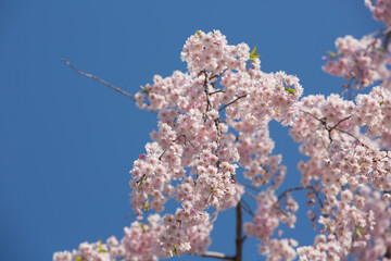 青空と美しいベビーピンクの桜