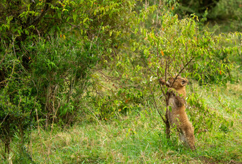 Lion Cub Playing