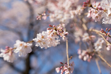 満開の花と開花前の桜のつぼみ